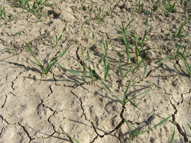 Crean una Comisión para la Respuesta y Adaptación del Sector Agrario de las Illes Balears al Cambio Climático