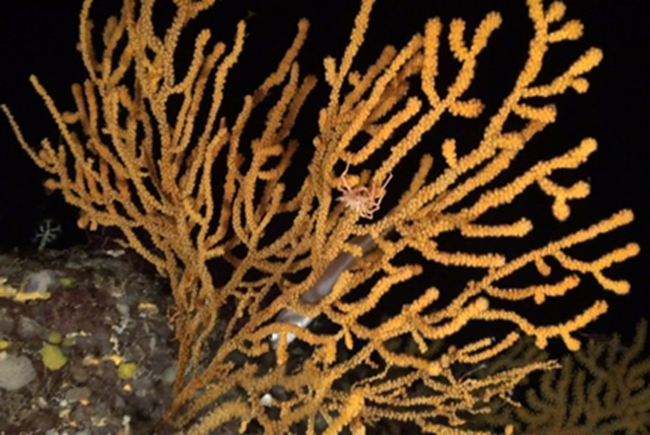 Oceana aplaude la designación de siete nuevas áreas marinas protegidas en España