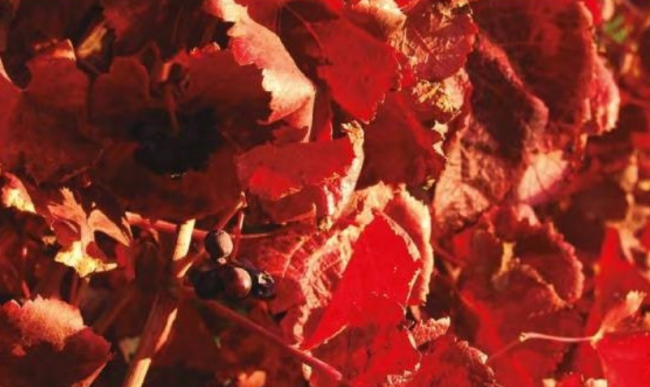 Recupera los nombres de las variedades de viña plantadas en las Islas Baleares desde el año 1787