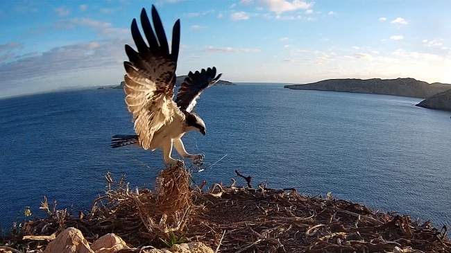 Se instala una cámara en un nido de águila pescadora en el Parque Nacional de Cabrera que permitirá observar todo el ciclo reproductivo de una pareja de esta especie