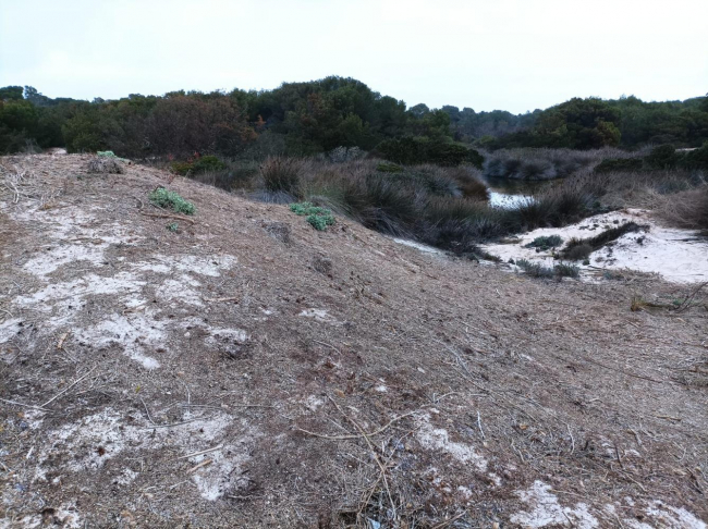 Medio Natural retira los montones de restos de posidonia acumulados de hace décadas en S’Arenal de Sa Ràpita y en el Parque Natural Es Trenc