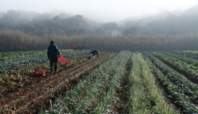 Industria y Turismo convoca la segunda edición del PERTE Agroalimentario con una dotación de 100 millones