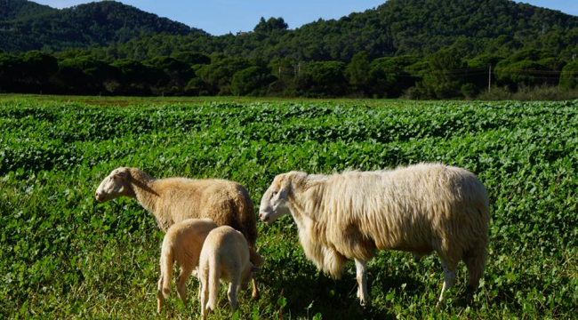 El Govern confirma diez focos del serotipo 3 de lengua azul en Mallorca