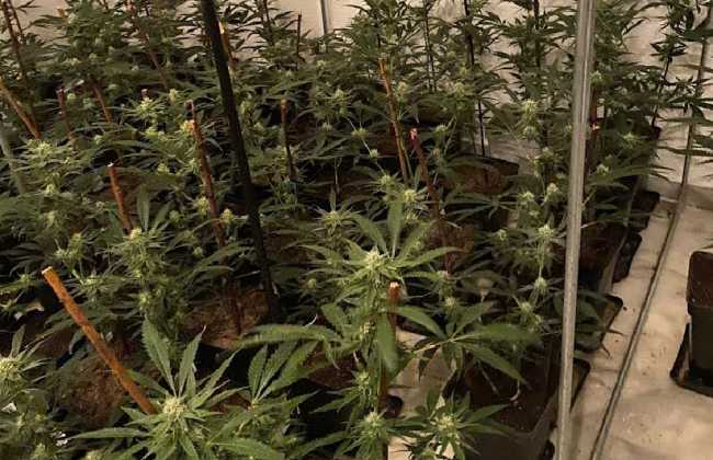 La Policía Nacional desmantela una plantación de marihuana “indoor”