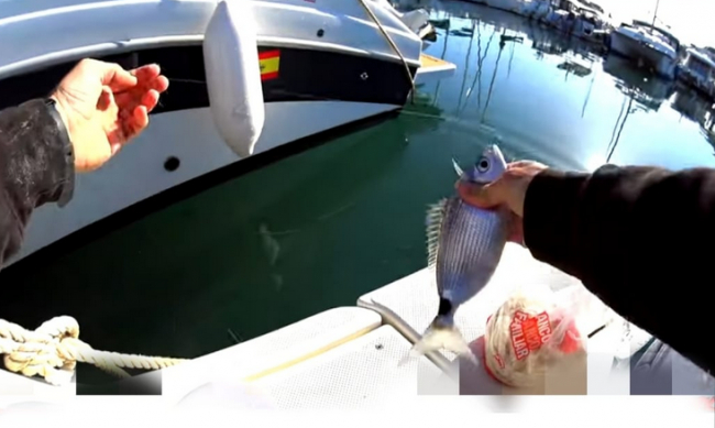 Inician una campaña de control e inspección en las redes sociales para detectar casos de pesca ilegal