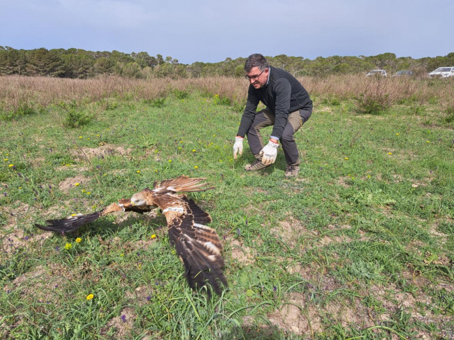 Liberan en el Parque Natural Es Trenc - Salobrar de Campos un ejemplar de milano real recuperado en las instalaciones del COFIB 