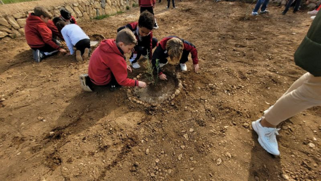 Los escolares de Alaró celebran el Día del Árbol con una siembra de 'acebuches'