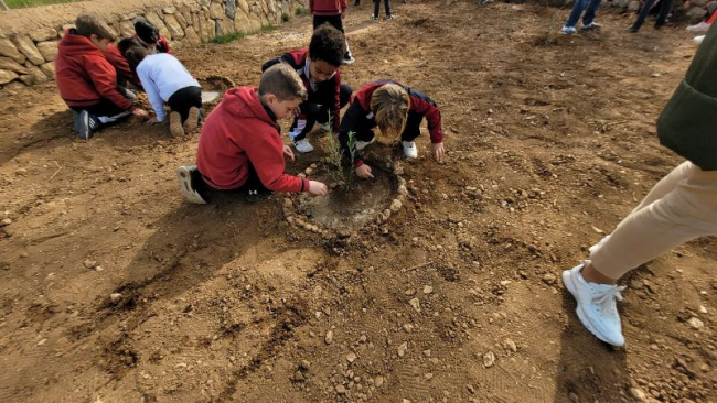 Los escolares de Alaró celebran el Día del Árbol con una siembra de 'acebuches'
