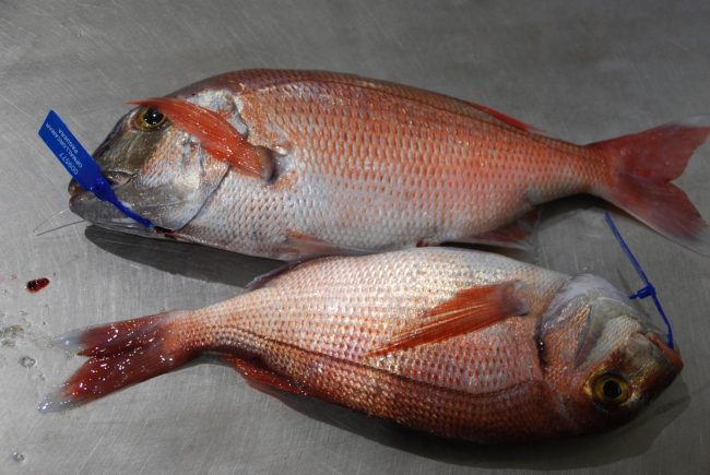 El pargo de las Illes Balears está en condiciones sostenibles de explotación pesquera