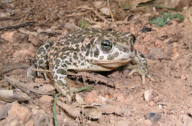 Impulsan un estudio de zonas húmedas potenciales para reintroducir el sapo balear en Ibiza