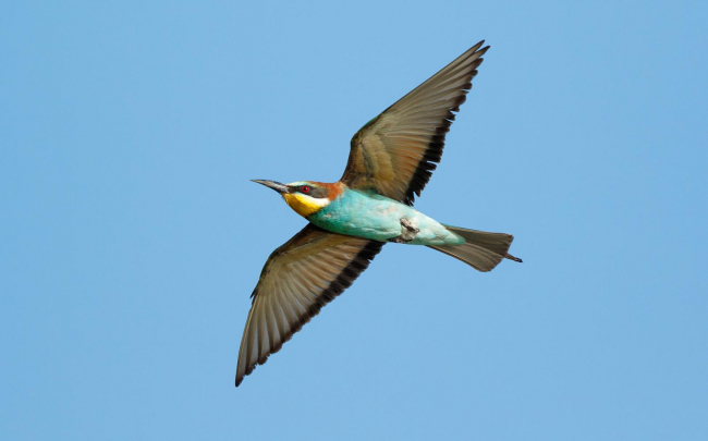 Medio Natural conmemora el Día Mundial de las Aves Migratorias, que este año se centra en la importancia de los insectos para conservarlas