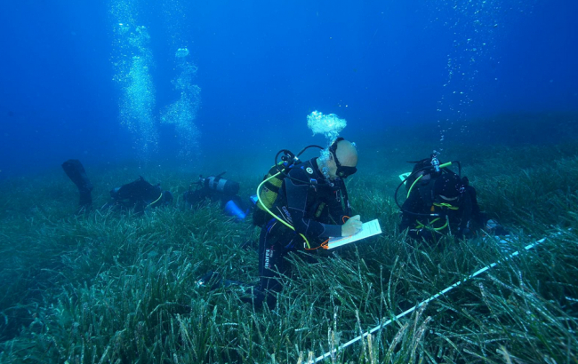 Los resultados de la Red de Monitorización de la Posidonia revelan la mejora del estado de las praderas en las Illes Balears