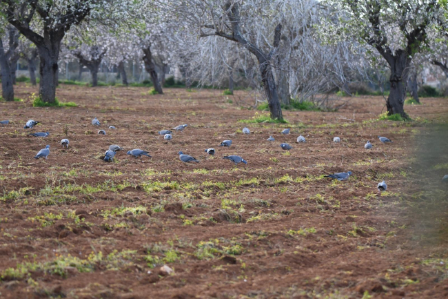Declaran la emergencia cinegética temporal para regular las poblaciones de palomas 