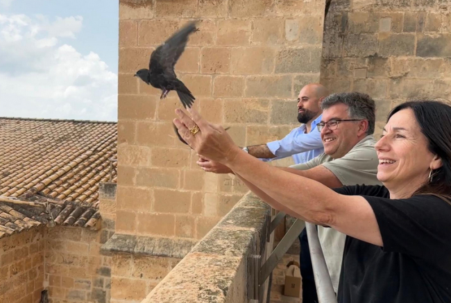 La Conselleria de Agricultura, Pesca y Medio Natural libera una veintena de vencejos recuperados en el COFIB 