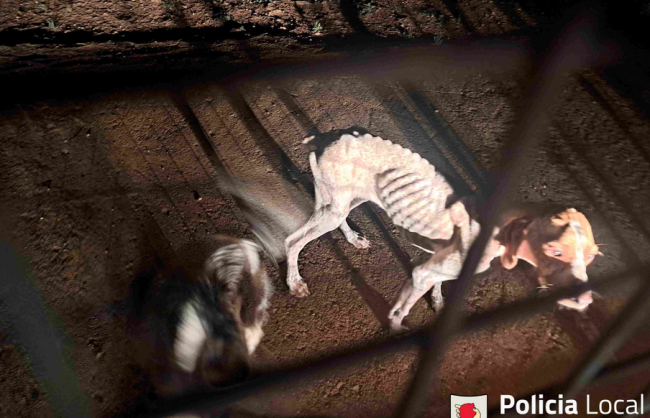 La Unidad Cívica de la Policía Local de Manacor actúa en un caso de abandono de animales