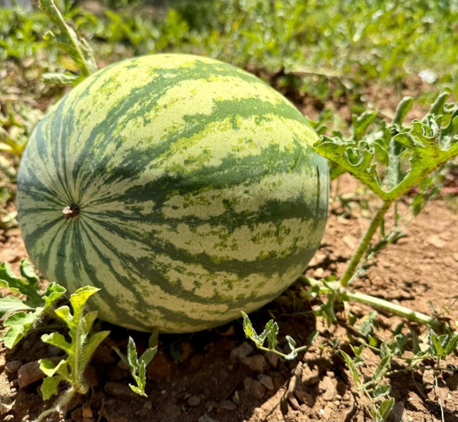 Las Pitiusas, las islas más beneficiadas en la primera campaña de la PAC que reconoce la región insular, reciben más de 800.000 euros