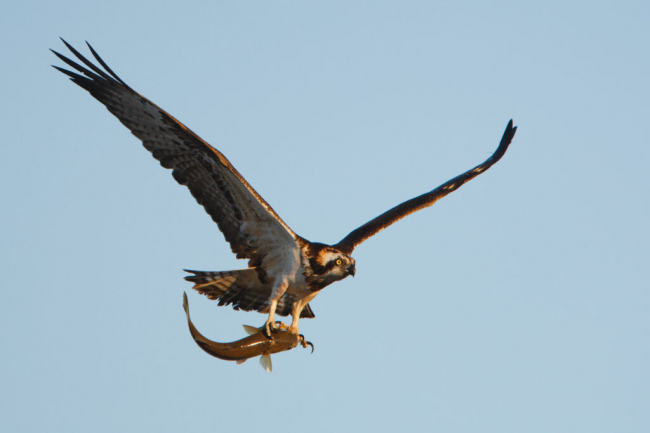 El Govern informa del nacimiento de dos pollos de águila pescadora en el Parque Natural de Sa Dragonera tras 70 años