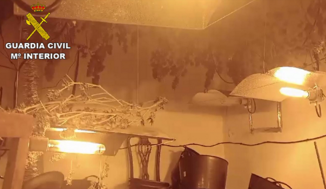 La Guardia Civil desmantela una plantación de marihuana lista para su comercialización en Lloret de Vistalegre