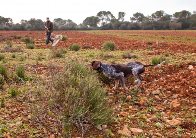 El Consell de Mallorca abre la media veda para la codorniz, la paloma torcaz y la liebre en las modalidades de galgos y cetrería