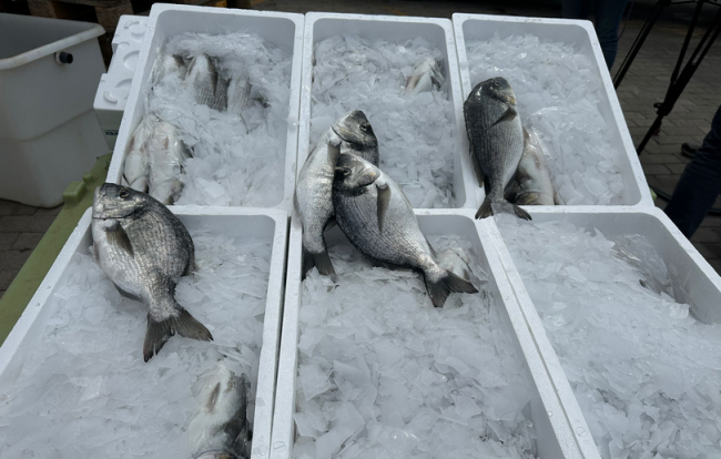 La Conselleria de Agricultura, Pesca y Medio Natural y Aquicultura Balear donan unas 3.000 doradas a entidades sociales de Mallorca 