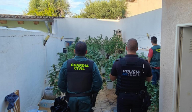 La Guardia Civil desmantela una
plantación de marihuana en una vivienda de Inca