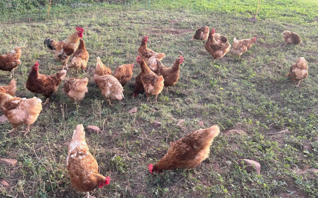 Agricultura, Salud y el Ayuntamiento de Inca llegan a un acuerdo para el sacrificio extraordinario de aves