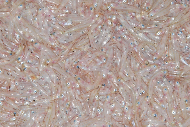 Las Confraries de Pescadors aseguran que el 2024 va a ser un buen año y cifra en un 8,5% más el total de capturas respecto al año pasado