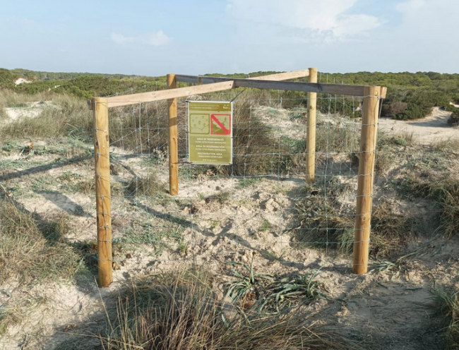 Proyecto en el Parque Natural Es Trenc-Salobrar de Campos para repoblar este espacio con flora catalogada, protegida y casi desaparecida en las Illes Balears