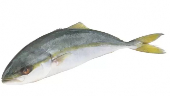 Nuevas tallas mínimas y de cuotas para la pesca recreativa de algunas especies de alto valor