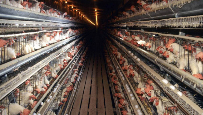 Se prohíbe la instalación de nuevas explotaciones intensivas de aves o la ampliación de las existentes que superen las 160.000 gallinas