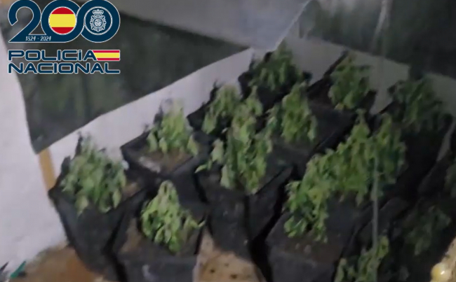La Policía Nacional de Palma descubre una plantación de marihuana tras un incendio en una planta baja
