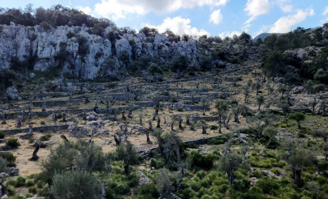 La Conselleria de Agricultura, Pesca y Medio Natural recupera el olivar centenario de la finca pública de Menut para prevenir incendios forestales