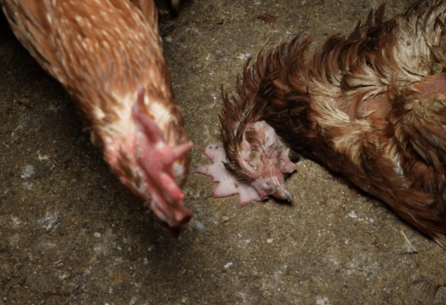 Ratas, cadáveres y suciedad extrema en una granja avícola de Mallorca