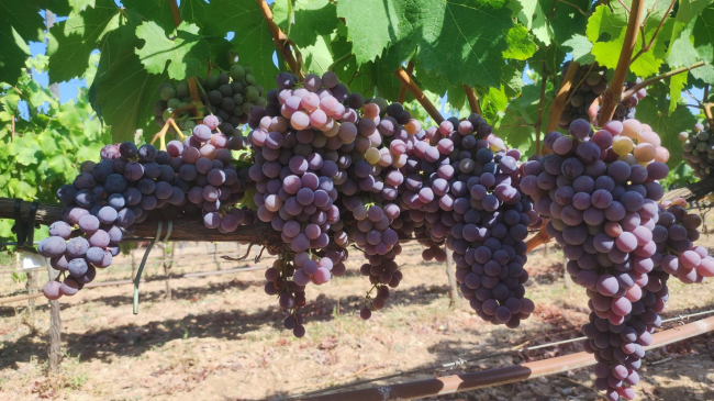 El sector del vino de las Illes Balears consolida la perspectiva de expansión productiva y la capacidad inversora
