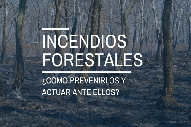 Incendios forestales: ¿cómo prevenirlos y actuar ante ellos?