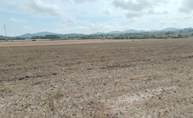 El Ayuntamiento de Manacor vuelve a denunciar una posible mala práctica en la gestión de gallinaza en una finca rústica