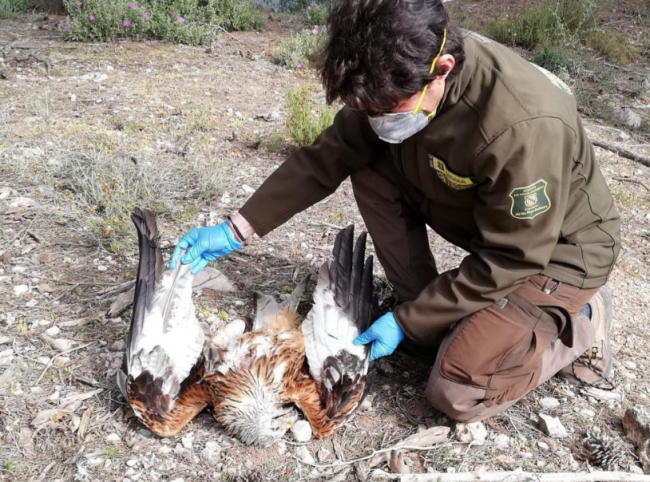 El Govern detecta tres casos de envenenamiento de milanos reales en dos cotos de Mallorca