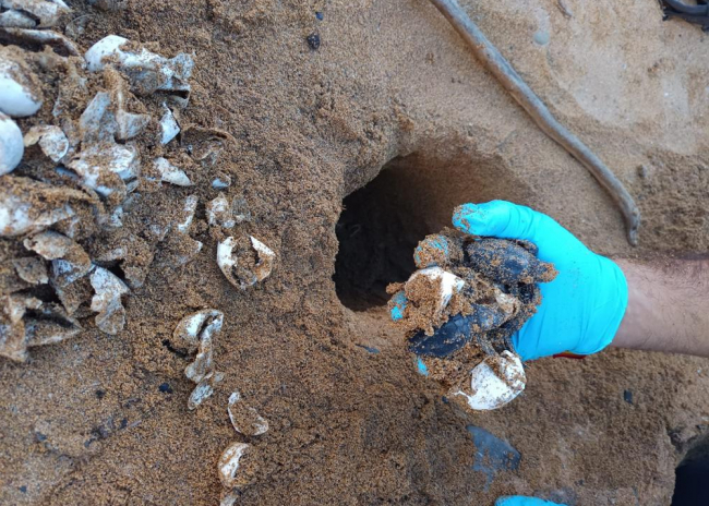 El Govern informa del hallazgo en Menorca del tercer nido de tortuga marina de esta temporada en las Illes Balears 