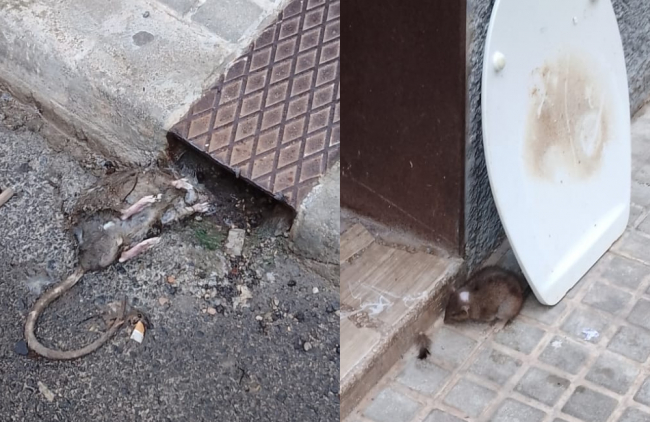 Las ratas se suman a la vergonzante dejadez del municipio de Manacor
