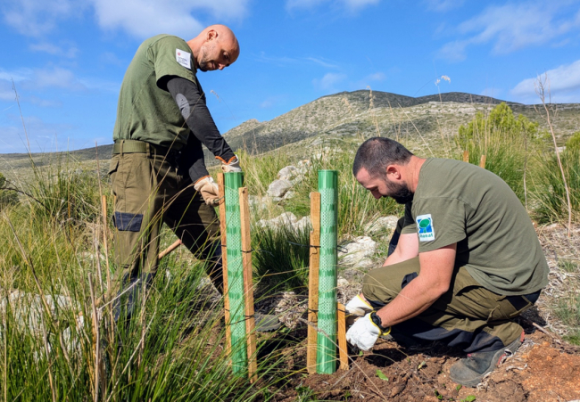 Reforestación en la finca pública de s’Alqueria Vella, en el Parque Natural de la Península de Llevant, con la plantación de 40.000 árboles autóctonos