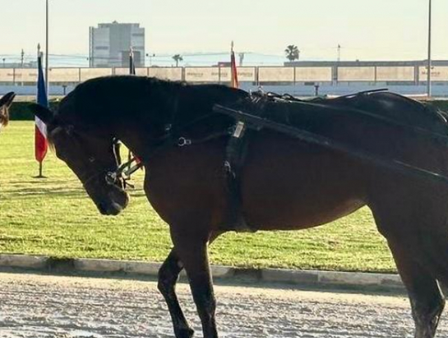 Los hipódromos de Manacor y de Son Pardo acogen este fin de semana el Campeonato Europeo de Conductores Aprendice