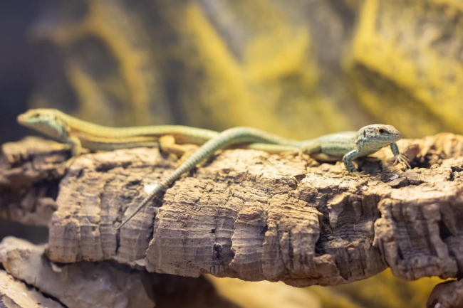 El Govern crea un grupo de trabajo para coordinar la conservación ex situ de la lagartija pitiusa