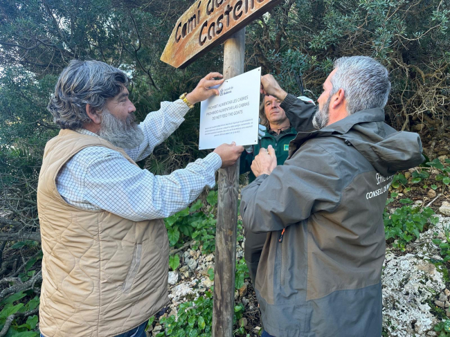 El Consell de Mallorca prohíbe alimentar a las cabras salvajes y asilvestradas en zonas concurridas por el público 