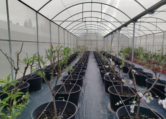 El Govern sanea más del 70 % de las variedades locales de almendro afectadas por la Xylella 