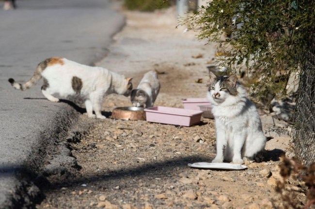 El Govern envía a los ayuntamientos, a los consells insulares y a la FELIB el Protocolo marco para la gestión de colonias felinas de las Illes Balears