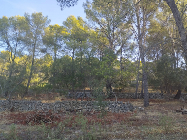 El Govern abre una nueva convocatoria de ayudas para la prevención de incendios forestales, con una dotación inicial de 1,5 millones de euros 