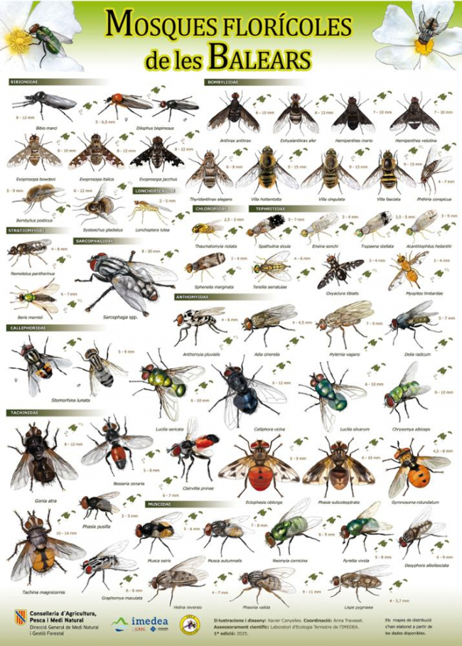 El Govern y el IMEDEA editan el último póster de la colección sobre los polinizadores de las Illes Balears