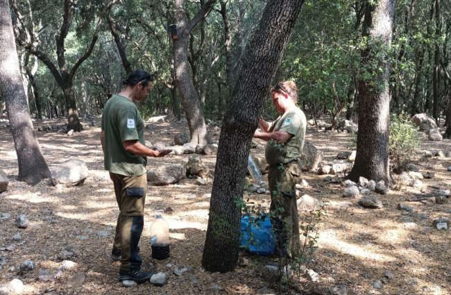 El Govern refuerza la lucha contra el ‘banyarriquer’ para proteger las encinas de Mallorca