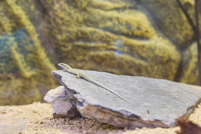 El Govern y la Fundación BIOPARC firman un convenio de colaboración para la conservación de fauna silvestre protegida de las Illes Balears 