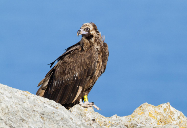 El Govern refuerza el seguimiento de las grandes rapaces de las Illes Balears y recuerda que nos encontramos en plena época de nidificación